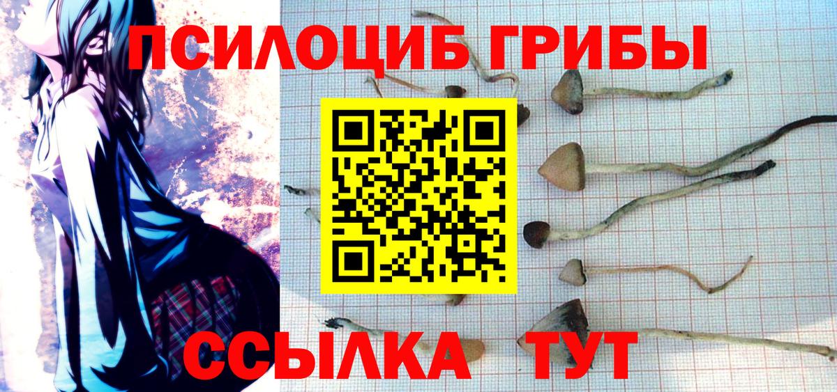 Галлюциногенные грибы Psilocybine cubensis Саяногорск